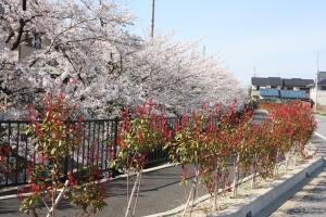 藤丸団地水路（L字）