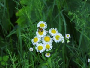 蟹江のまわりで見かける植物を知ろう！