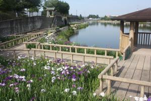 佐屋川創郷公園のハナショウブ