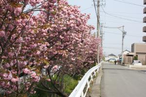 本町用水路沿い