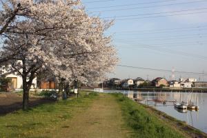 善太川土手沿い