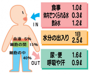 体内の水分摂取量と排泄量のイラスト