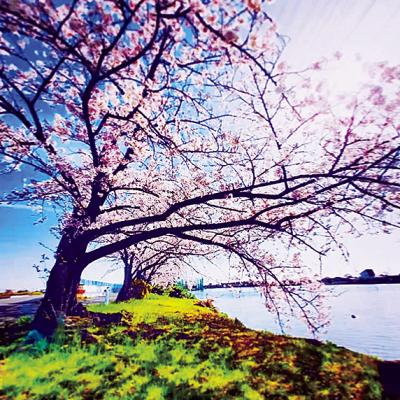 佐屋川の桜並木
